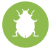 Bed Bugs