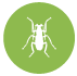 Cockroaches 