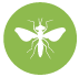 Flies